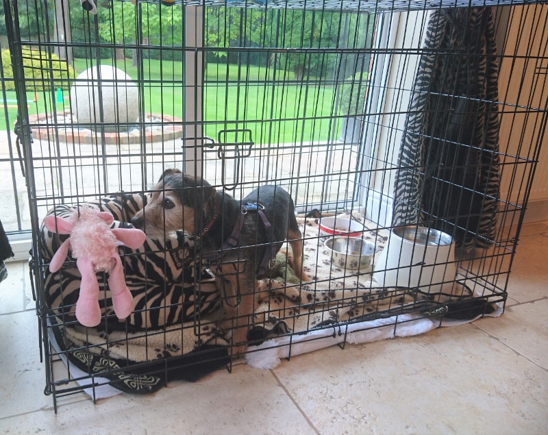 how big of crate for puppy
