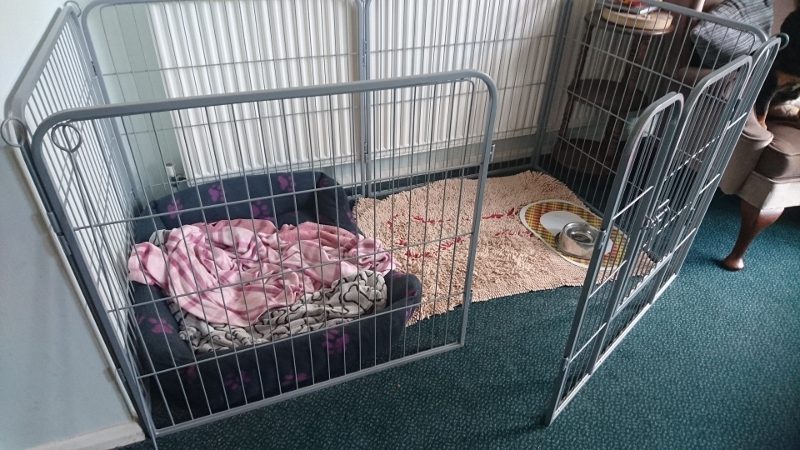 open dog cage
