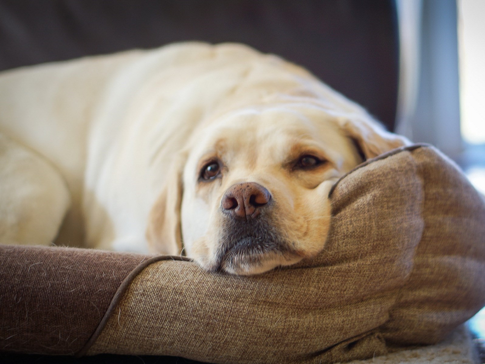 How to get a dog outlet to sleep in a different room